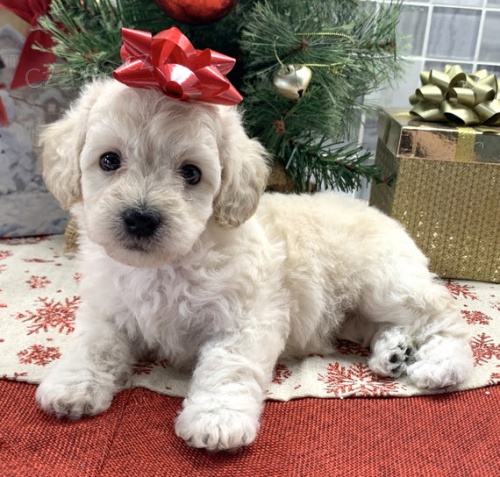 Prodám štěňata Bichon Poo. Prodám štěňata Bichon Poo.