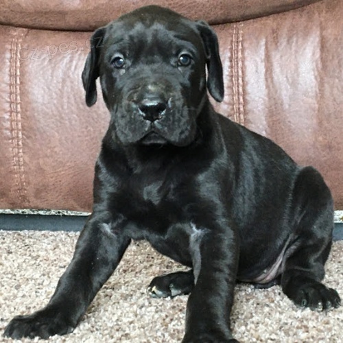 �ern� �t��ata N�meck� dogy na prodej.