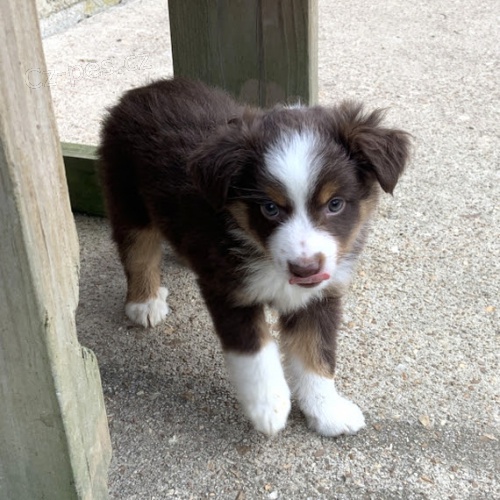 Prod�m kr�sn� a zdrav� �t��ata australsk�ho ov��ka.