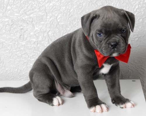 kr�sn� �t��ata americk�ho buldoka na prodej.