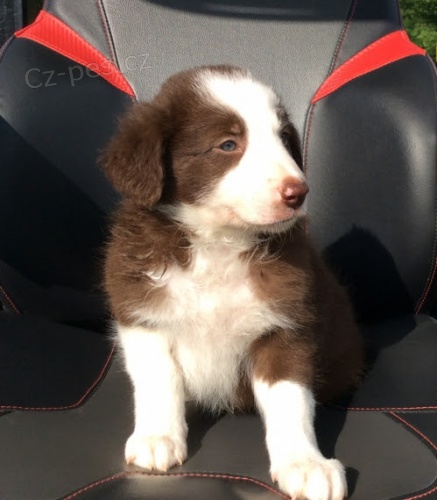 Prod�m �t��ata border kolie.