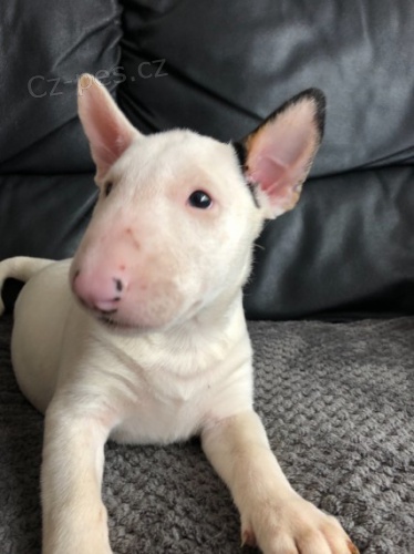 Prod�m miniaturn� kr�sn� �t��ata anglick�ho bulteri�ra.