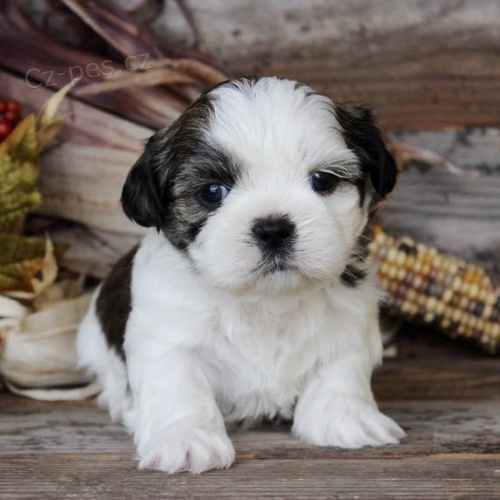 na prodej hygienicky a soci�ln� vy�kolen� �t��ata SHIH TZU