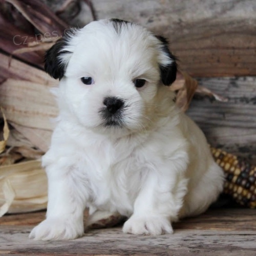 Prod�m �t��ata MINI SHIH TZU
