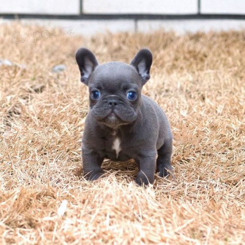 Mini štěňátka francouzského buldoka na prodej. Mini štěňátka francouzského buldoka na prodej.