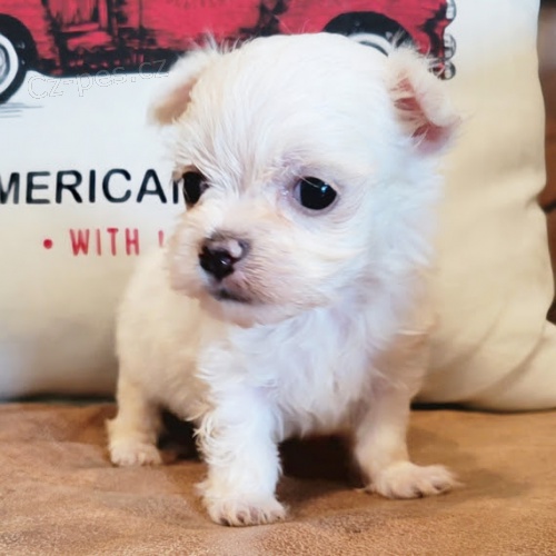 MINI - Štěňátka maltézského šálku na prodej. MINI - Štěňátka maltézského šálku na prodej.