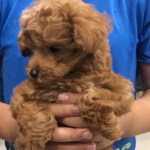 Dv� vz�cn� �t��ata pudla p�ipraven� do nov�ho domova.