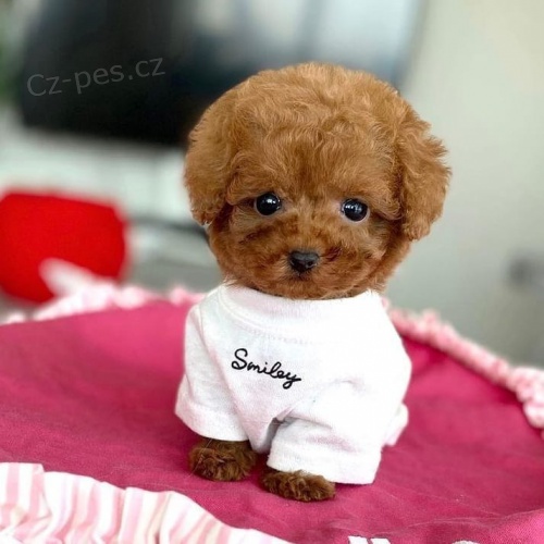 Dv� vz�cn� �t��ata pudla p�ipraven� do nov�ho domova