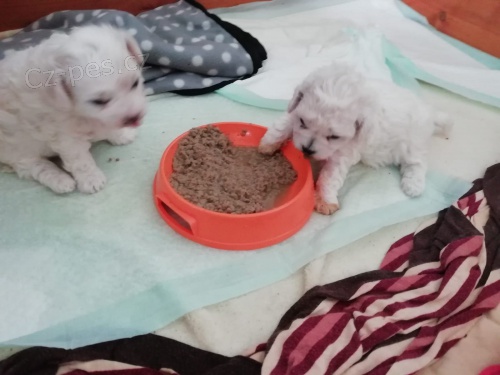 přátelská Bichon Frisé ; Bisonekštěňata k adopci přátelská Bichon Frisé ; Bisonekštěňata k adopci