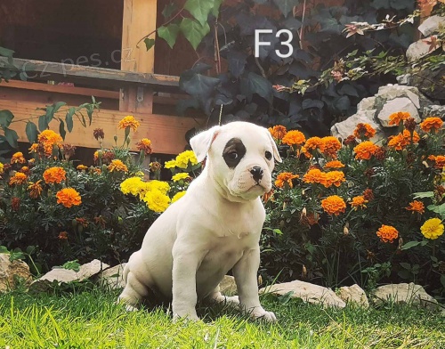 Americk� buldok �t��ata