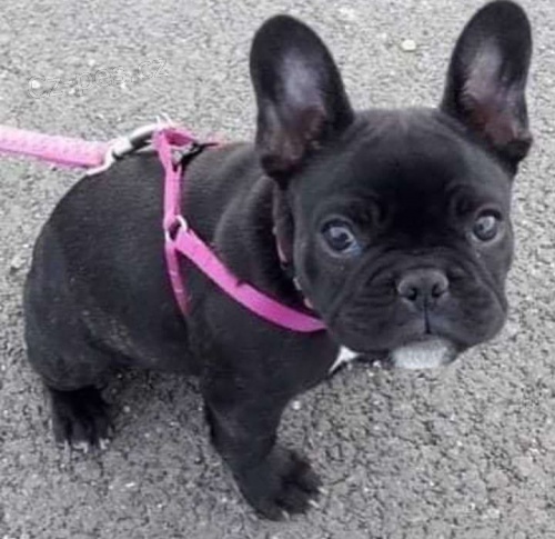 krásná štěňata francouzského buldoka k adopci krásná štěňata francouzského buldoka k adopci