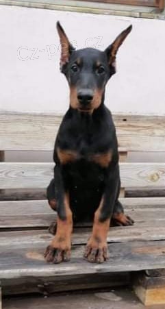 Dobrman �t��ata