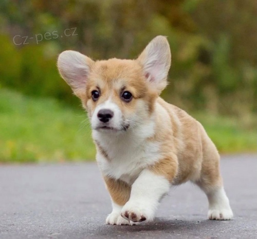 Welsh Corgi �t��ata