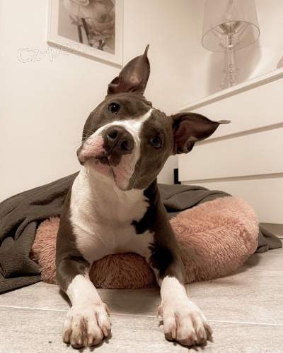 Americk� staford��rsk� teri�r