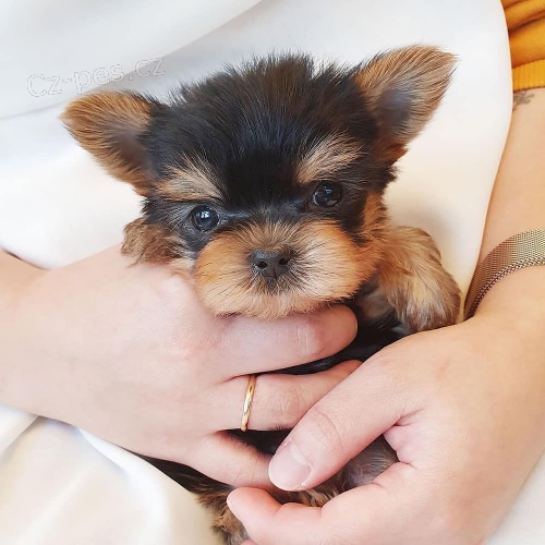 Prod�m �t��ata yorkie MINI.