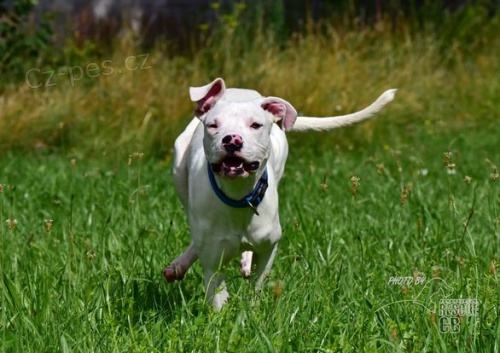 Darujeme odebran�ho psa argentinsk� dogy