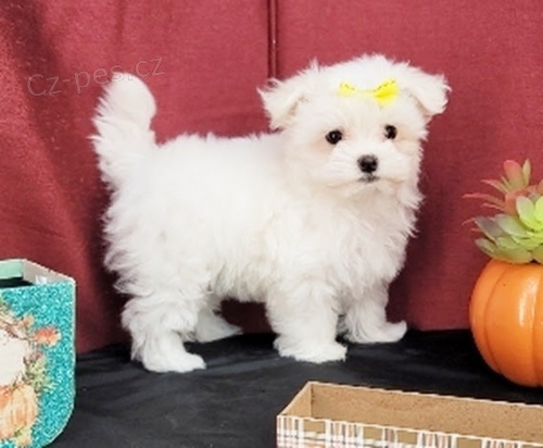 Očkovaná miniaturní štěňata maltézáčků na prodej. Očkovaná miniaturní štěňata maltézáčků na prodej.