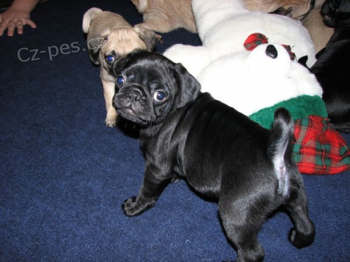 Mops �t��ata k dispozici pro nov� domovy.