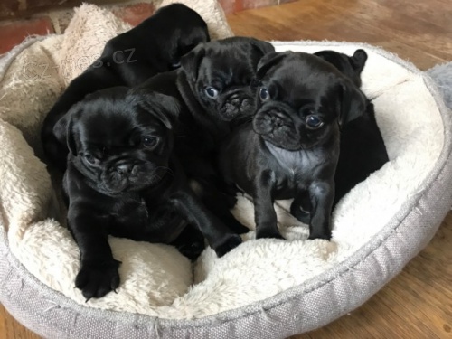 Prod�m rozko�n� mini �t��ata �ern�ho mopse a fenky.