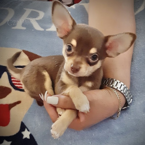 KR�SN� ��lek na �aj �ivava mini