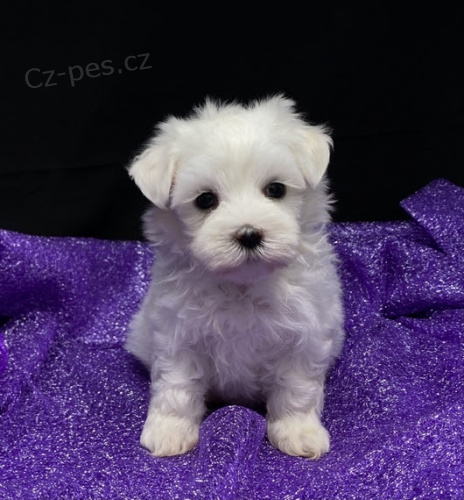 Očkovaná mini mini šálek sněhově bílé Maltézáčky na prodej. Očkovaná mini mini šálek sněhově bílé Maltézáčky na prodej.