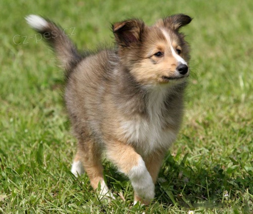 Prodám ZDRAVÁ a OČKOVANÁ štěňata SHELTIE. Prodám ZDRAVÁ a OČKOVANÁ štěňata SHELTIE.