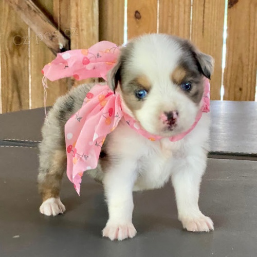 �t��ata australsk�ho ov��ka