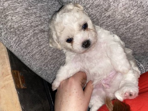 Štěňata Bichon-frisé s PP Štěňata Bichon-frisé s PP