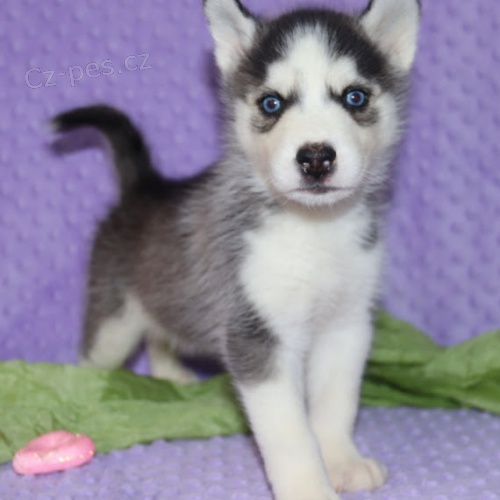 Rozko�n� sibi�sk� husky s kr�sn�ma modr�ma o�ima.