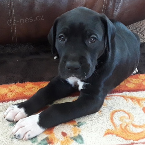 �ern� �t��ata n�meck� dogy k adopci.