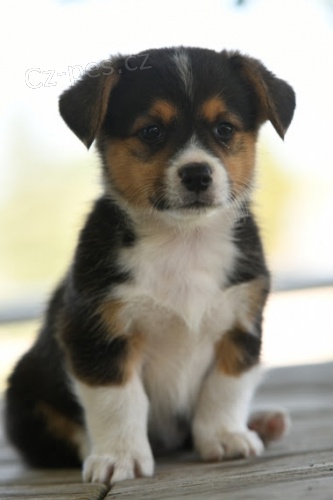 kr�sn� a and�lsk� �t��ata Pembroke Welsh Corgi na prodej.