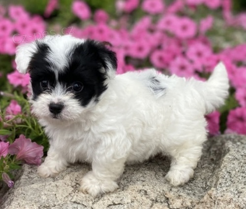 Prod�m roztomil� a zdrav� �t��ata havanese.