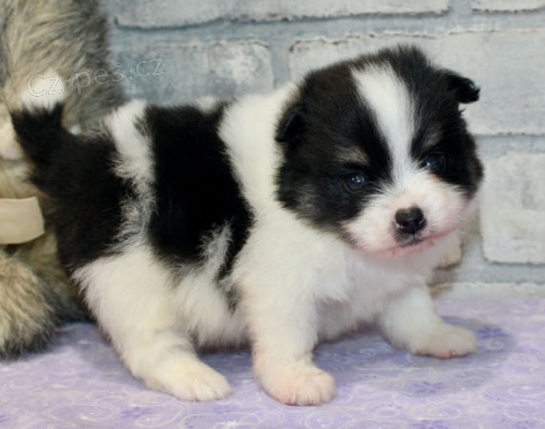 Prod�m mini �t��ata pomeraniana