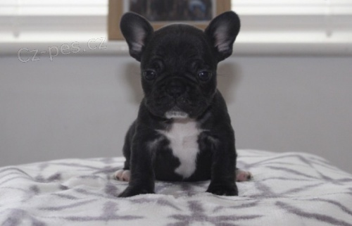 Prodám štěňata Francouzského buldočka MINI. Prodám štěňata Francouzského buldočka MINI.