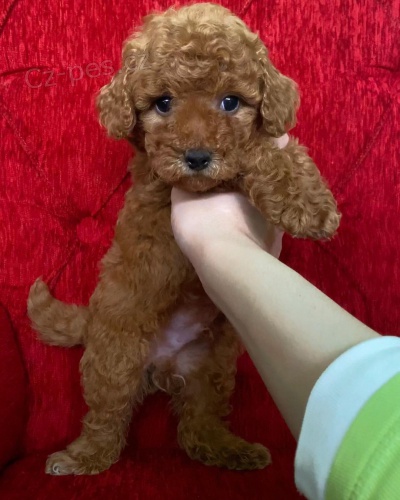 Prod�m �t��ata Pudla.