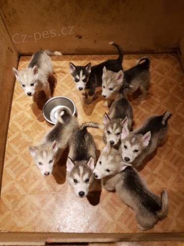 SIBIRSKY HUSKY - n�dherne �teniatka