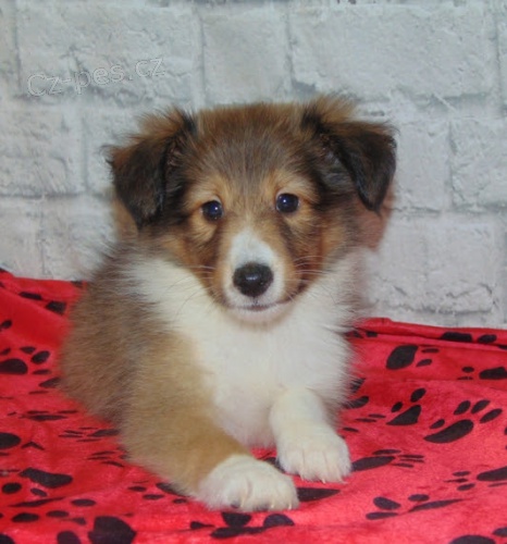 Šeltie - sheltie Šeltie - sheltie