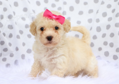 Štěňátka bišonka Poo k adopci zdarma. Štěňátka bišonka Poo k adopci zdarma.