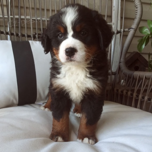 Prod�m zdrav� a o�kovan� �t��ata Bernsk�ho sala�nick�ho psa.