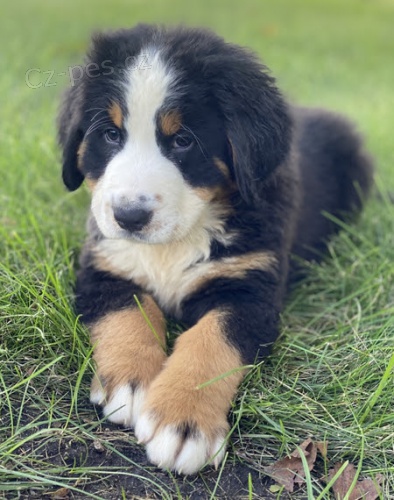 �t��ata Bernsk�ho sala�nick�ho psa jako d�rek zdarma.