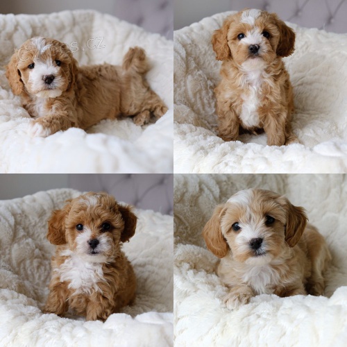 Prod�m �t��ata CAVAPOO.