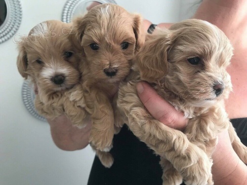 Prodám zdravá štěňata Maltipoo. Prodám zdravá štěňata Maltipoo.