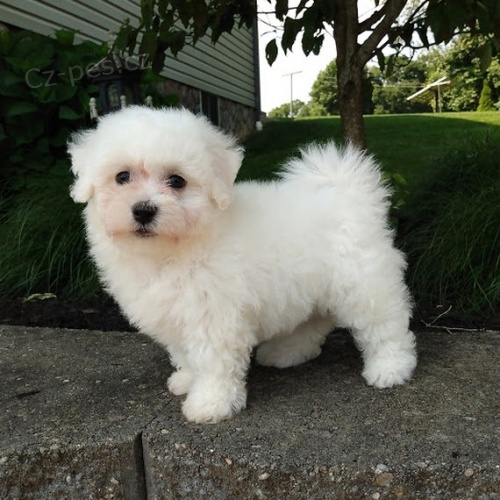 Mini �t��ata bi�onka k adopci