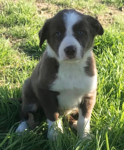 �t��ata border kolie k adopci