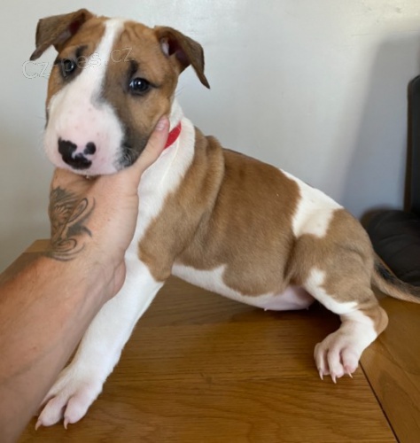 Angli�tina bulteri�r �t��ata jako d�rek