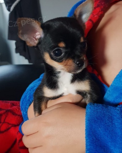 �ivava mini - �ivava mini - �ivava mini