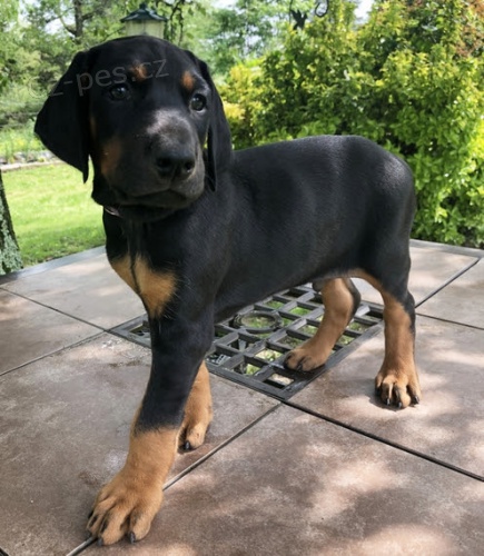 Dobrman pin� �t��ata k ADOPCI