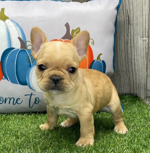 ZDRAVÁ a OČKOVANÁ štěňata francouzského buldočka k adopci ZDRAVÁ a OČKOVANÁ štěňata francouzského buldočka k adopci