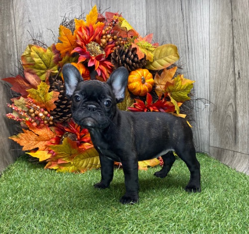 štěňata francouzského buldočka na vánoční dárek štěňata francouzského buldočka na vánoční dárek