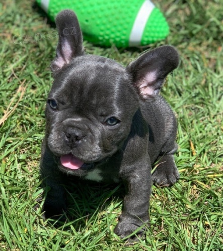 štěňata francouzského buldočka k adopci štěňata francouzského buldočka k adopci